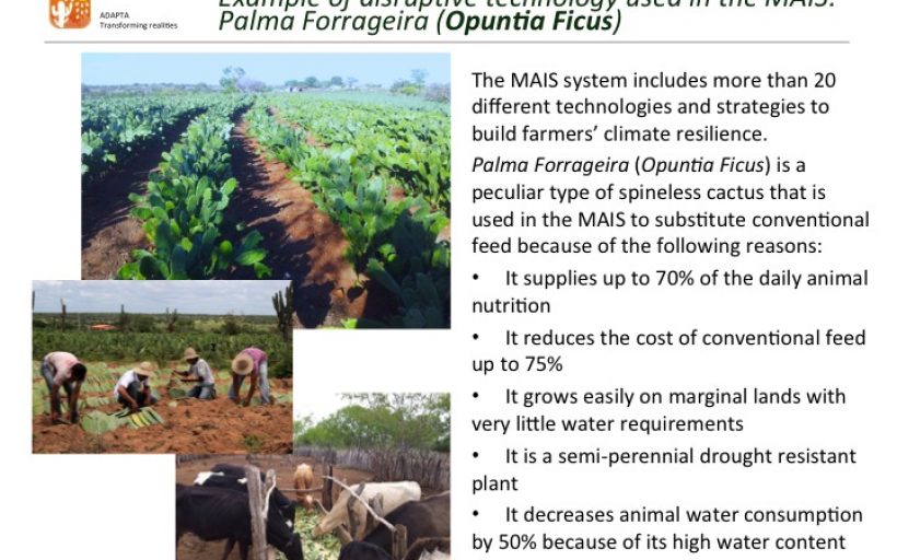 MAIS LEITE – Building climate resilience cattle farming in vulnerable areas