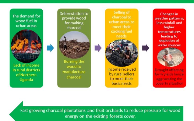 Combating Climate Change Through Biomass Alternatives
