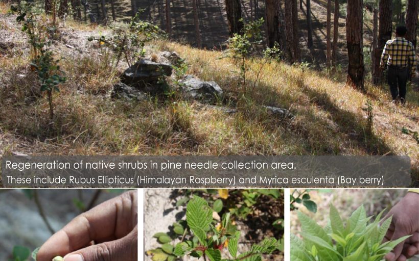 Sustainable energy from pine needles for climate adaptation