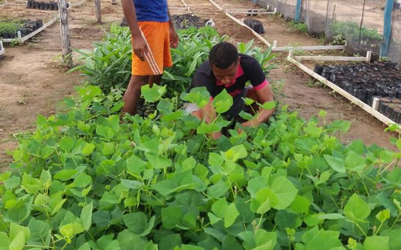 Actions to protect water resources and reforestation in the Indigenous Land Caiçara/Ilha de São Pedro (Brazil)