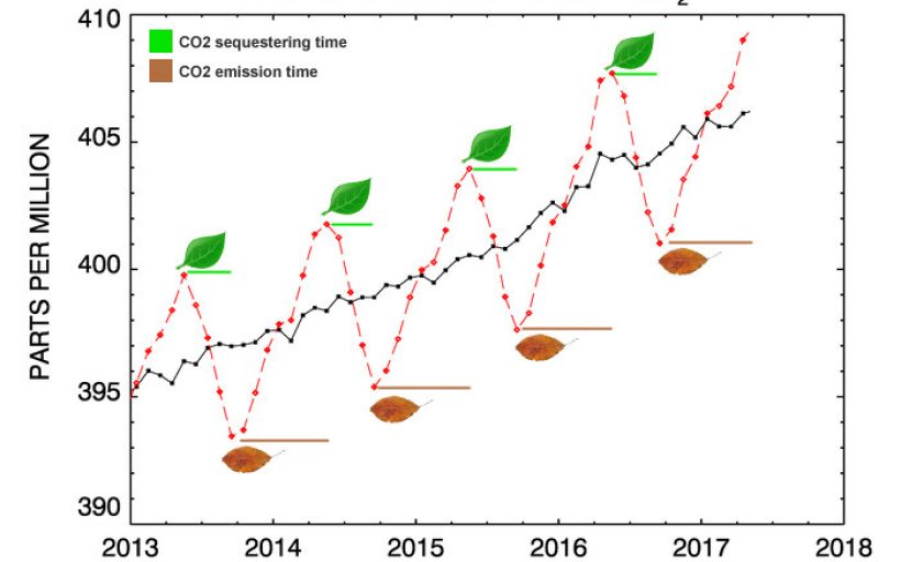 Carbon Sequestration by Leaves and Dead Plants Carbonisation