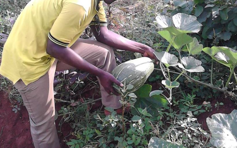 Fostering Production of Indigenous Pumpkin as an Adaptation to Climate Change in Uganda – Buikwe District.