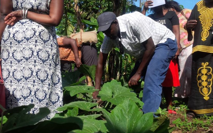 Fostering Production of Indigenous Pumpkin as an Adaptation to Climate Change in Uganda – Buikwe District.