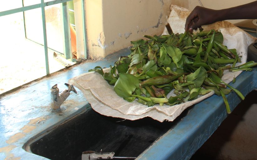Generating Green Bio-fuels from water hyacinth