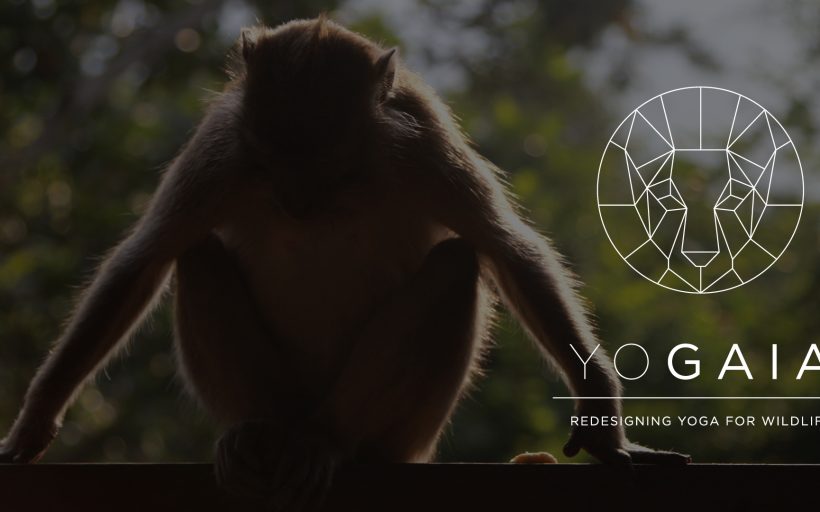 YOGAIA – REDESIGNING YOGA FOR WILDLIFE